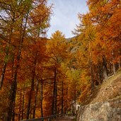 vinschger hoehenweg laerchenwald westlich von st martin im kofel