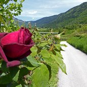 weinreben bei buchholz rosen