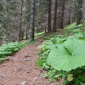 weg latemar wald