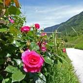 weinreben bei buchholz rosen