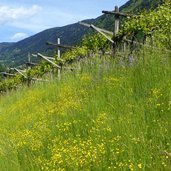 weinreben gebiet bei buchholz