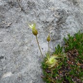 labyrinthsteig latemar verbluete silberwurz