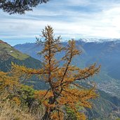 vinschger hoehenweg oberhalb goldrain herbst