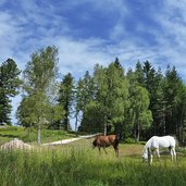 pferde am weg zum haeusler sam