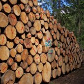 obereggen holz mit pefc umwelt guetesiegel gefaellte baeume