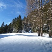 forstweg laugenalm winter lichtung