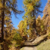 herbst weg nr oberhalb von praemajur laerchenwald