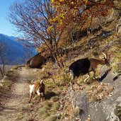 naturns waalweg wallburgweg herbst ziegen