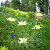 aldein lerch wald anemonen