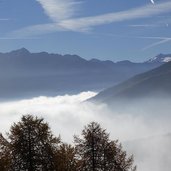 nebel herbstwald laerchenwald