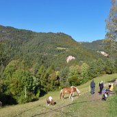 haflinger bei signat