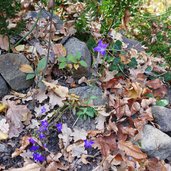 glockenblumen herbstlaub