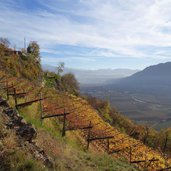 weinbau unterhalb von planatsch herbst