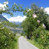 heckenrose bei felder tabland naturns