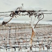 Weinreben Winter Kaltern