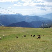 plose schafe bei pfannspitzhuette