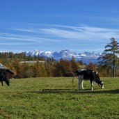 rinderweide