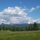 wiesen salten mit blick auf ifinger hirzer