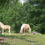 langfenn wiesen salten haflinger pferde