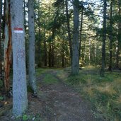 waldweg nach verschneid