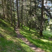 waldweg nach sacun st jakob groeden