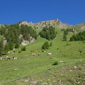 weide bei sengesalmen pferde und kuehe