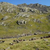 landschaft unter ippeleskogel und gschaltenspitze und ziegenherde fr