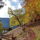 waldsteig bei grissian