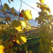 goldener herbst abendlicht weinreben mazon