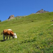 figofe weiden suedlich von simile mahd alm