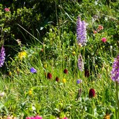 alpenrosen orchideen und kohlroeschen