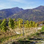 vahrn neustift reben trauben weisswein