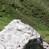 steinschmaetzer auf felsen