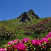 alpenrosen dahinter kalkgrubenspitz