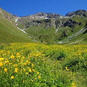 wiesen bei ochsenalm pfunderer hoehenweg