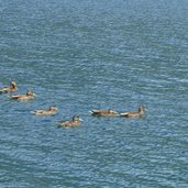 enten am reschensee