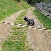 hund auf wanderweg