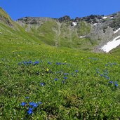 enziane und hahnenfuss am pfunderer hoehenweg