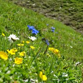 berg hahnenfuss und wucherblume und fruehlingsenzian