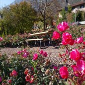 rosen bei hofstatt kurtatsch