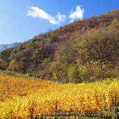 herbst landschaft weinreben bei kurtatsch