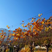 herbst reben landschaft bei kurtatsch