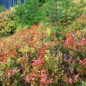 herbst heidelbeerstauden