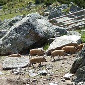 reiswald getrum alm ferkel