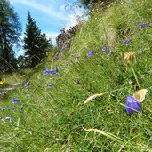 schmetterling wiesenvoegelchen