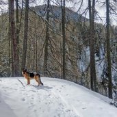 langtaufers winterweg zur ochsenberger alm