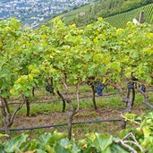 trauben weinreben oberhalb st peter dorf tirol