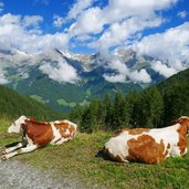 kuehe und nebel ueber zillertaler alpen ahrntal