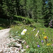 weg haniger schwaige zur angelwiese