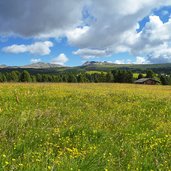 villanderer alm blumenwiesen